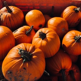 And just like that Saratoga fall winds down and the holidays peek around the corner. Happy fall & happy Halloween! 
🎃 🍂
#saratogany #saratoganewyork #saratogacollective #saratogasprings Instagram post from @saratogacollective on October 31, 2023 13:22:50pm